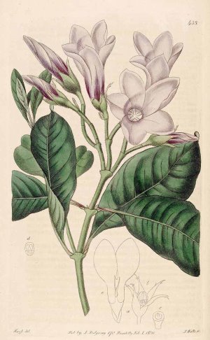 Cryptostegia grandiflora