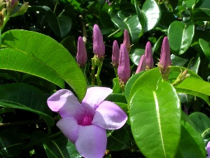 Cryptostegia madagascariensis