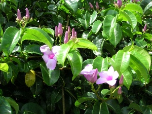 Cryptostegia madagascariensis