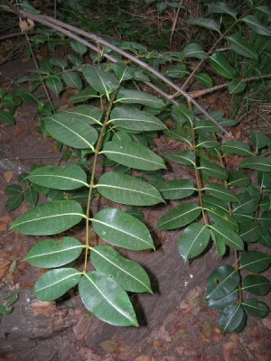 Cryptostegia madagascariensis