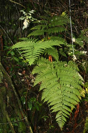 Ctenitis sloanei