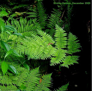 Ctenitis sloanei