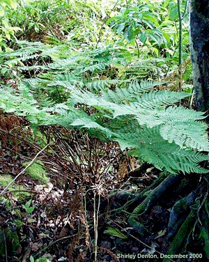 Ctenitis sloanei