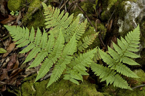 Ctenitis sloanei