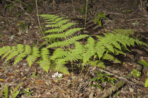 Ctenitis sloanei