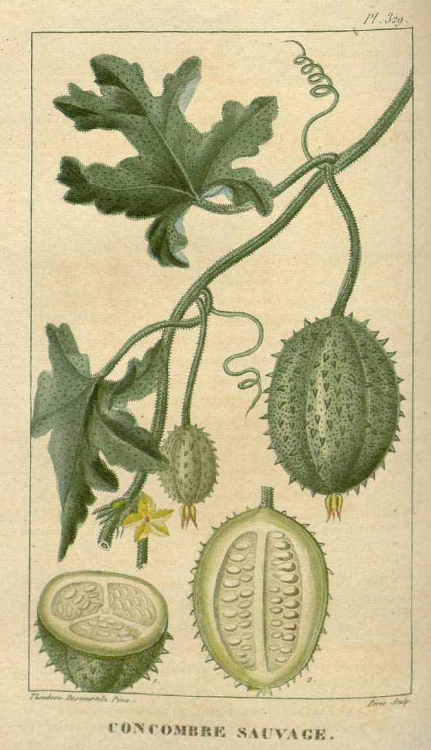 Cucumis anguria