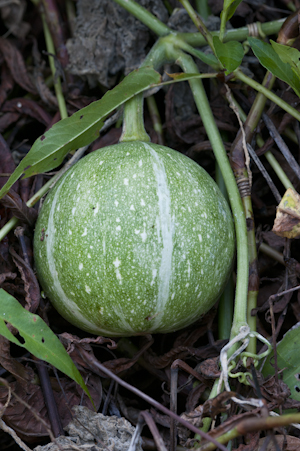 Cucurbita okeechobeensis