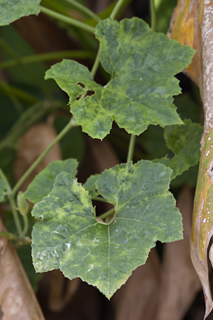 Cucurbita okeechobeensis