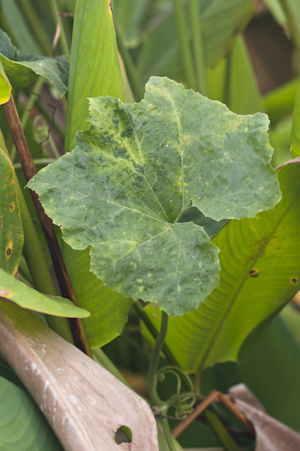 Cucurbita okeechobeensis