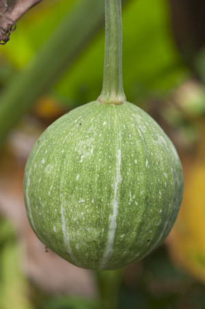 Cucurbita okeechobeensis