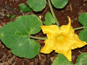 Cucurbita pepo