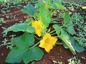 Cucurbita pepo