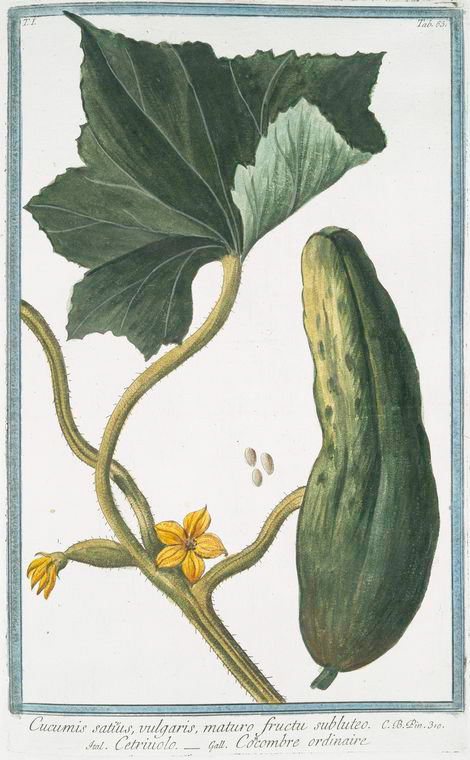 Cucumis sativus