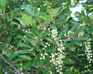 Cupaniopsis anacardioides