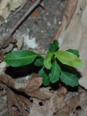 Cupaniopsis anacardioides