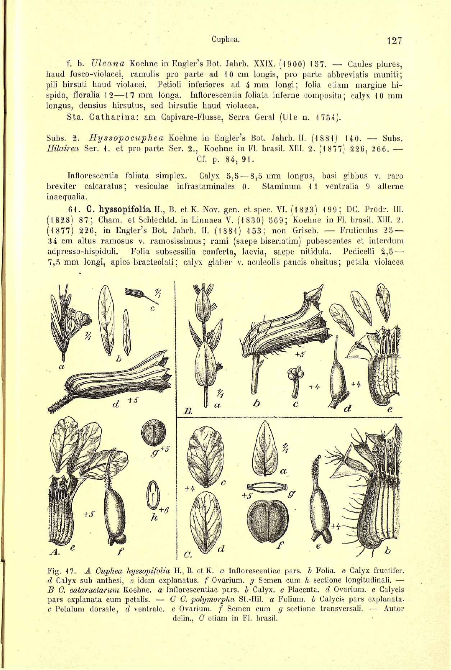 Cuphea hyssopifolia