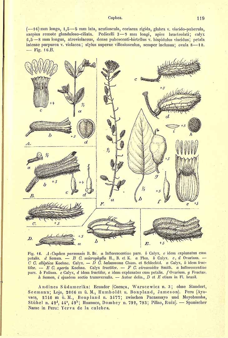Cuphea parsonsia