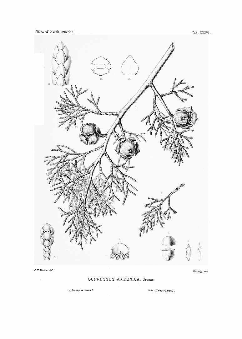 Cupressus arizonica