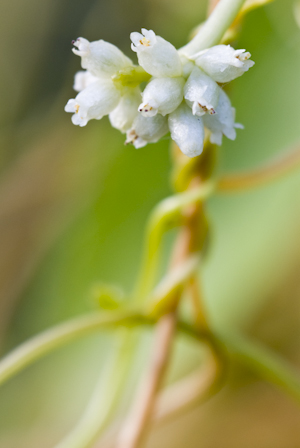 Cuscuta americana