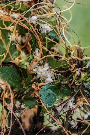 Cuscuta boldinghii