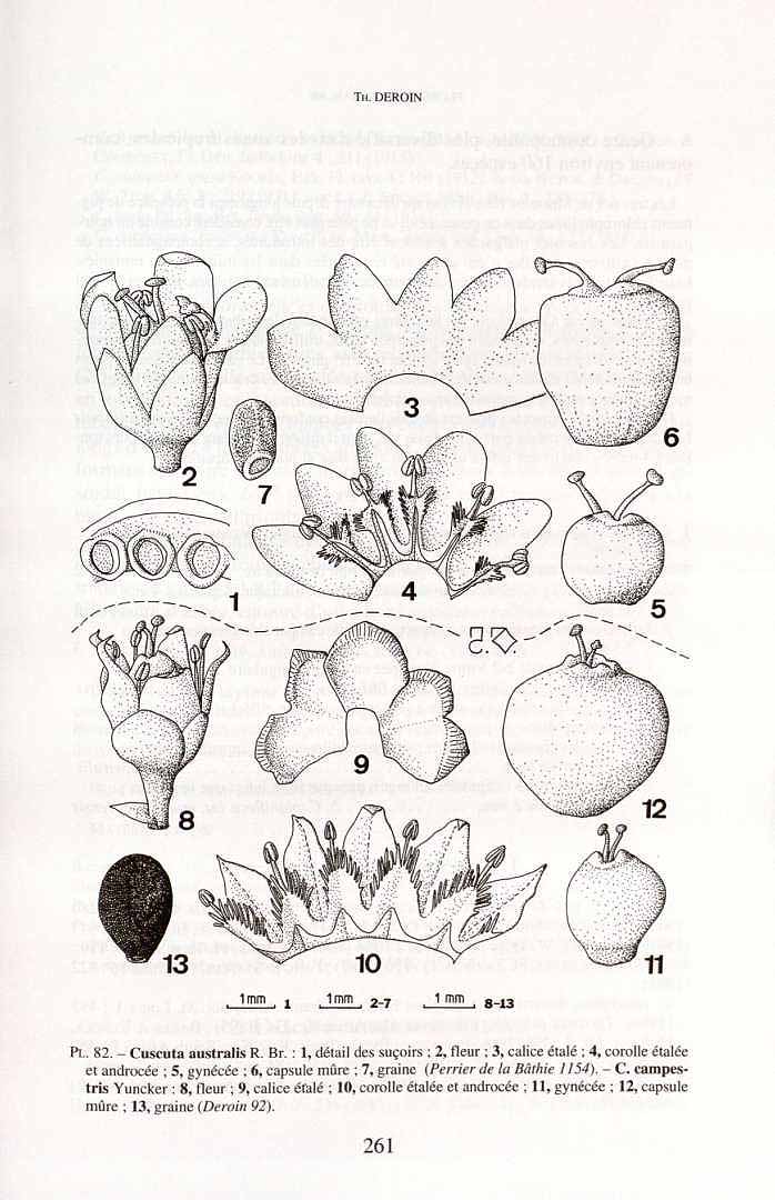 Cuscuta campestris