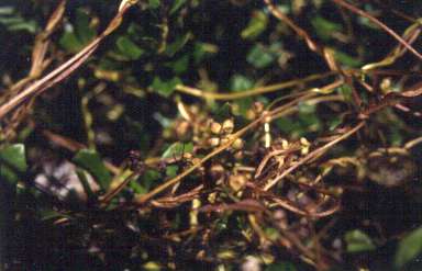 Cuscuta exaltata