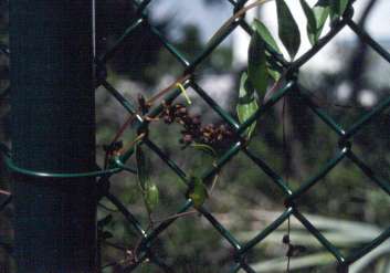 Cuscuta exaltata