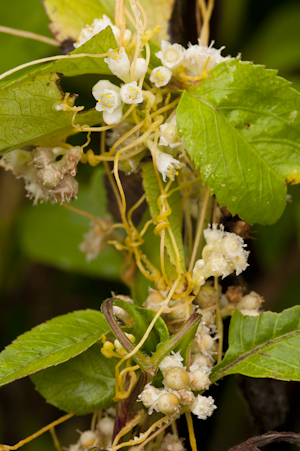 Cuscuta pentagona