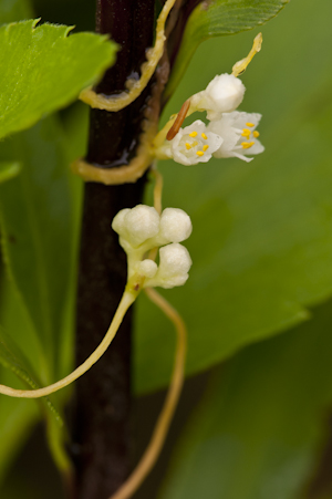 Cuscuta pentagona