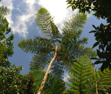 Cyathea arborea