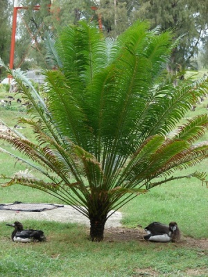 Cycas circinalis