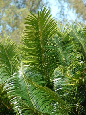 Cycas circinalis