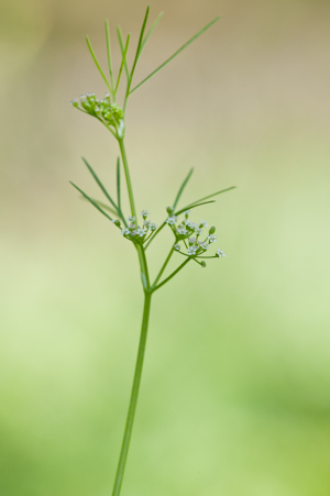 Cyclospermum leptophyllum