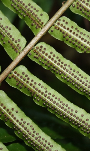 Cyclopeltis semicordata