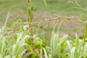 Cymbopogon citratus