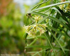 Seutera angustifolia