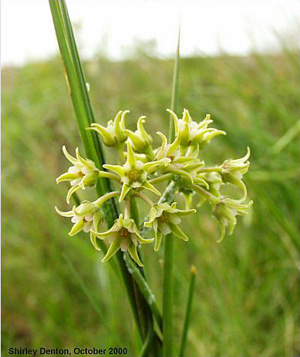 Seutera angustifolia