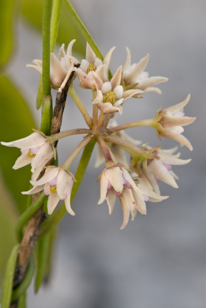 Seutera angustifolia