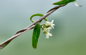 Metastelma blodgettii