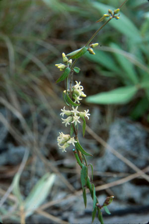 Metastelma blodgettii