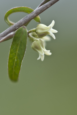 Metastelma blodgettii