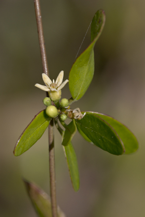 Metastelma northropiae