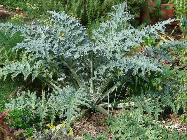 Cynara scolymus