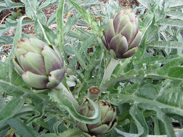 Cynara scolymus