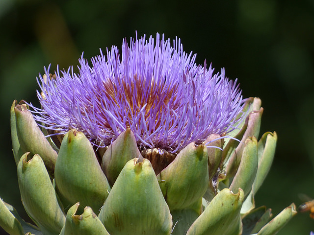 Cynara scolymus