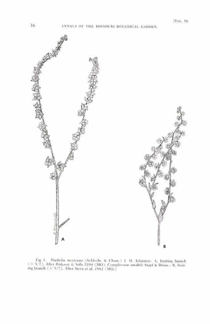 Cynoglossum amabile