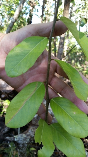 Cynophalla flexuosa