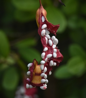 Cynophalla flexuosa