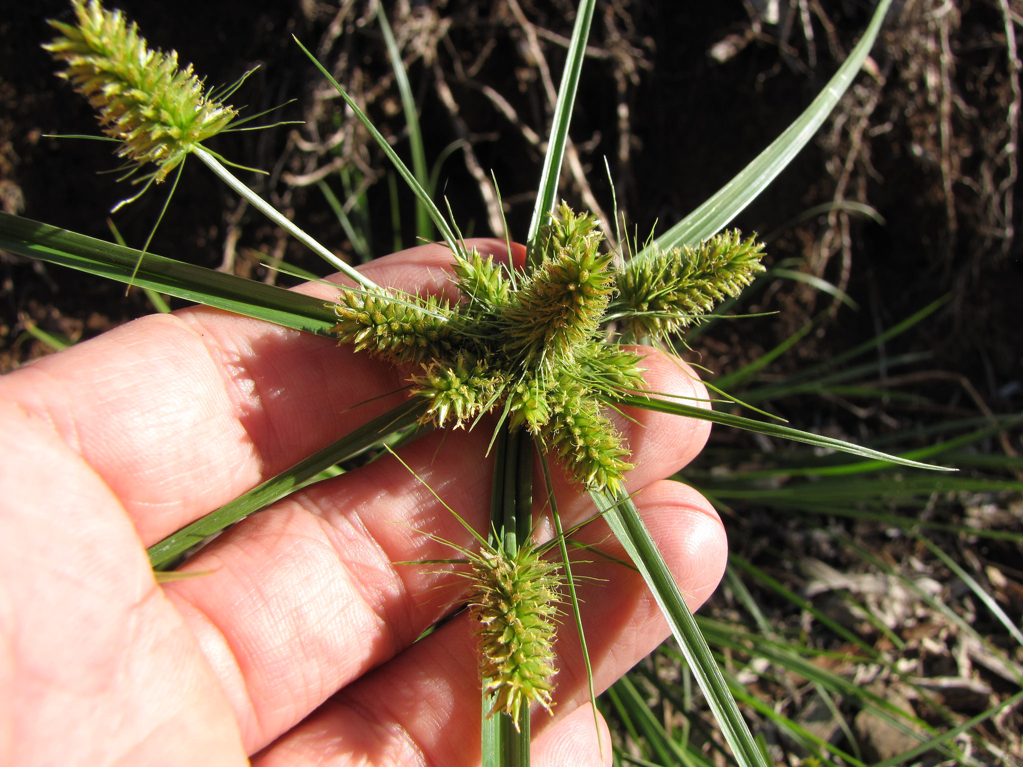 Cyperus aggregatus