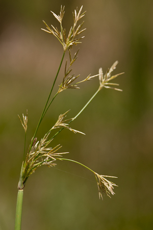 Cyperus articulatus